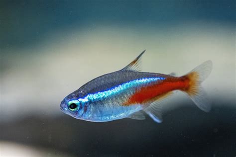 易養淡水魚|【易養魚】新手入門必看！5款懶人必備超好養的觀賞魚 – 每日新。